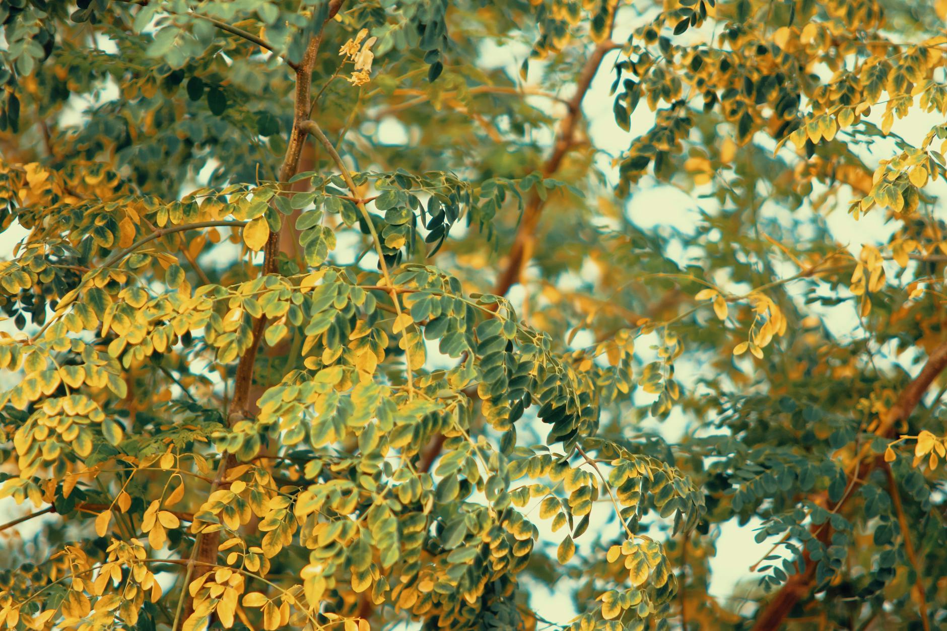 How to Grow Moringa Trees: Ultimate Guide Enjoy resilient, nutrient-rich harvests with minimal care in almost any climate.