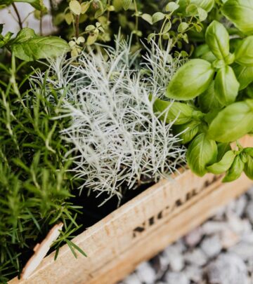 Savor homegrown herb freshness in even the tiniest space with easy, low-maintenance care.