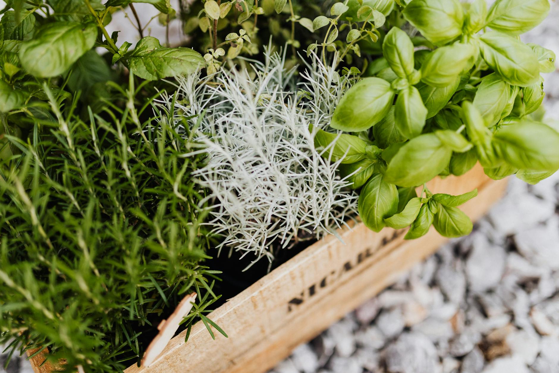 9 Essential Tips for Growing Thyme in Containers Savor homegrown herb freshness in even the tiniest space with easy, low-maintenance care.