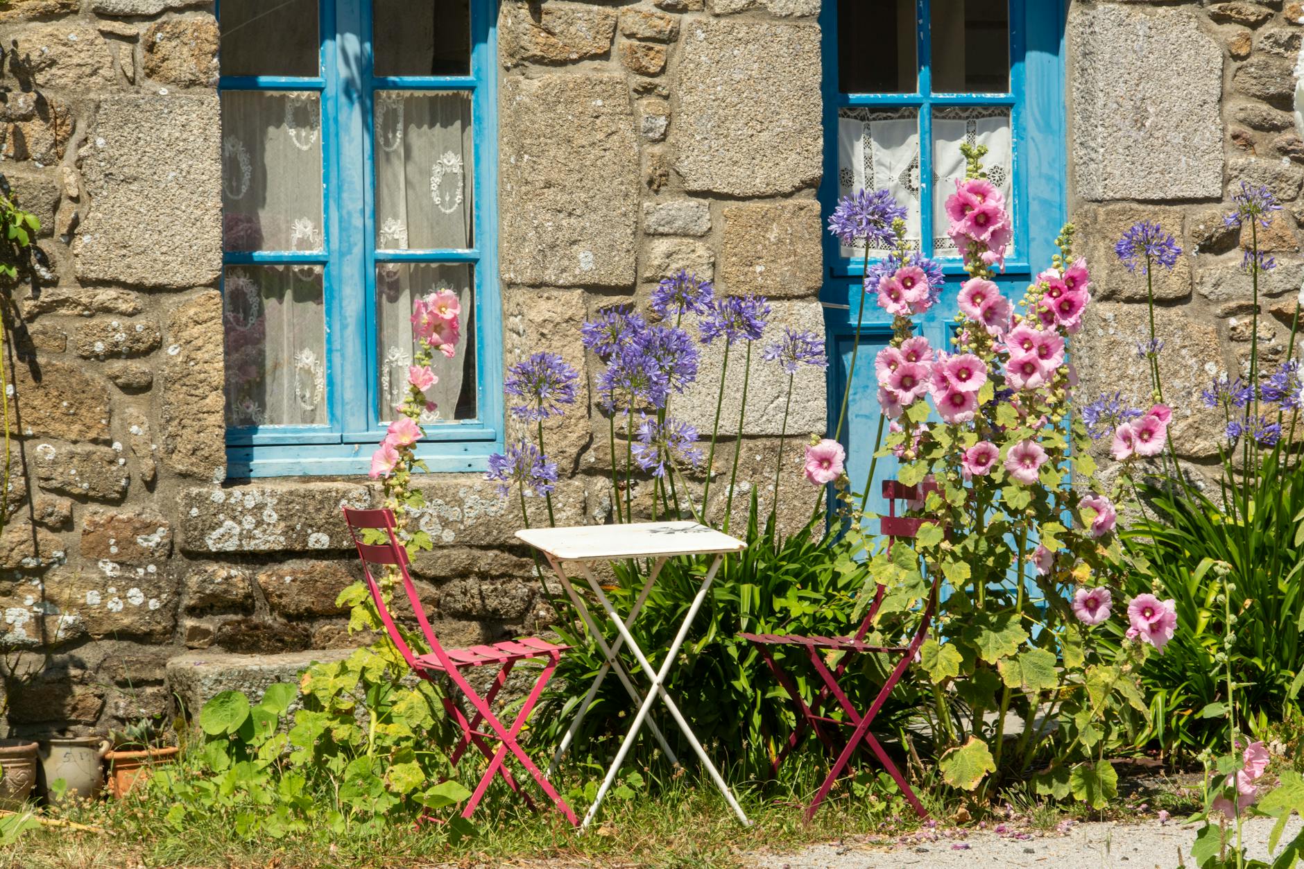 Are Hollyhocks Annuals, Biennials, or Perennials? Garden giants that spend one season growing foliage before blooming and reseeding.