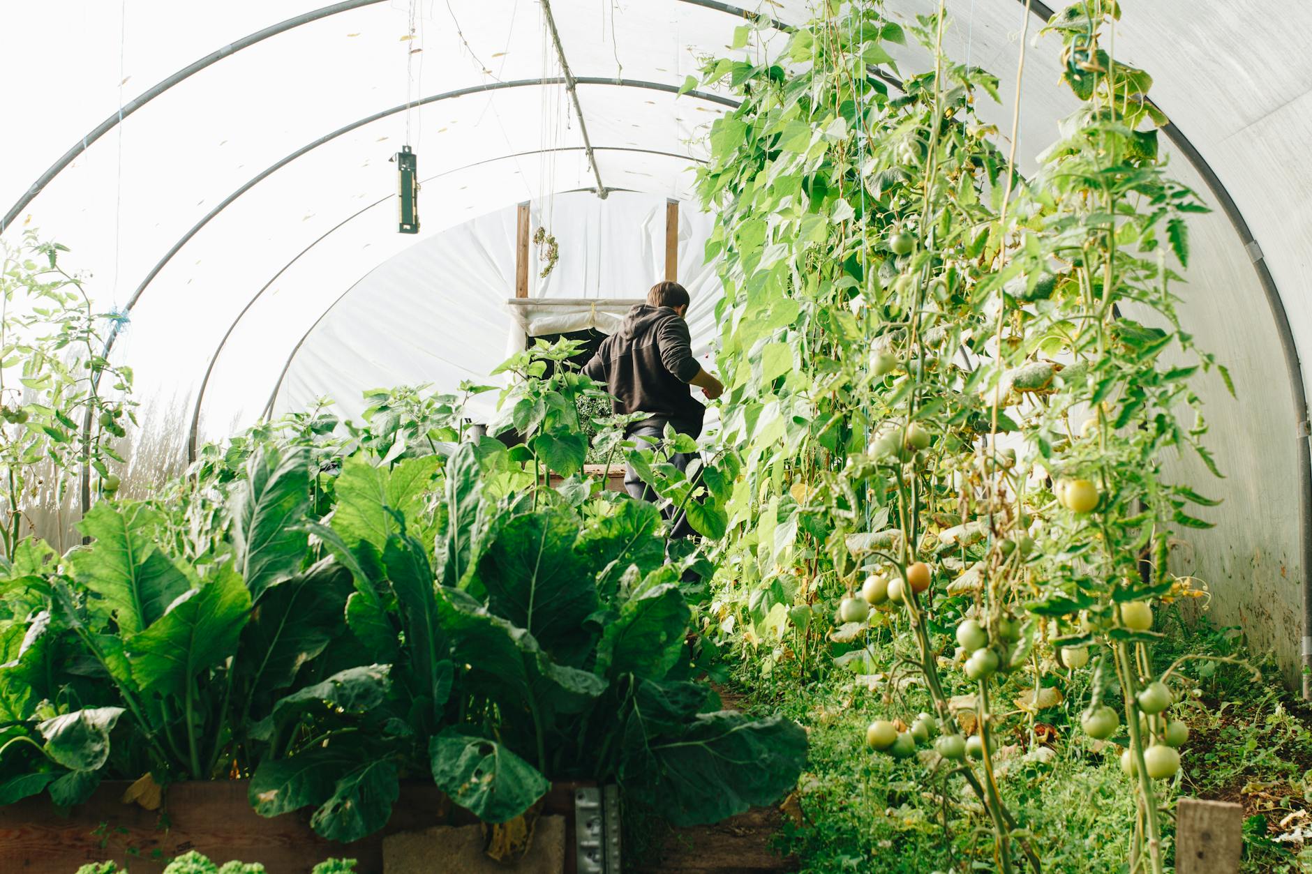 13 Irish Plants to Brighten Your Garden Explore lush greenery and folklore-rich blooms to elevate your outdoor sanctuary.