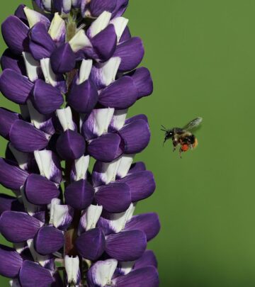 Are Lupines Annual or Perennial? Understanding Lupine Lifecycles
