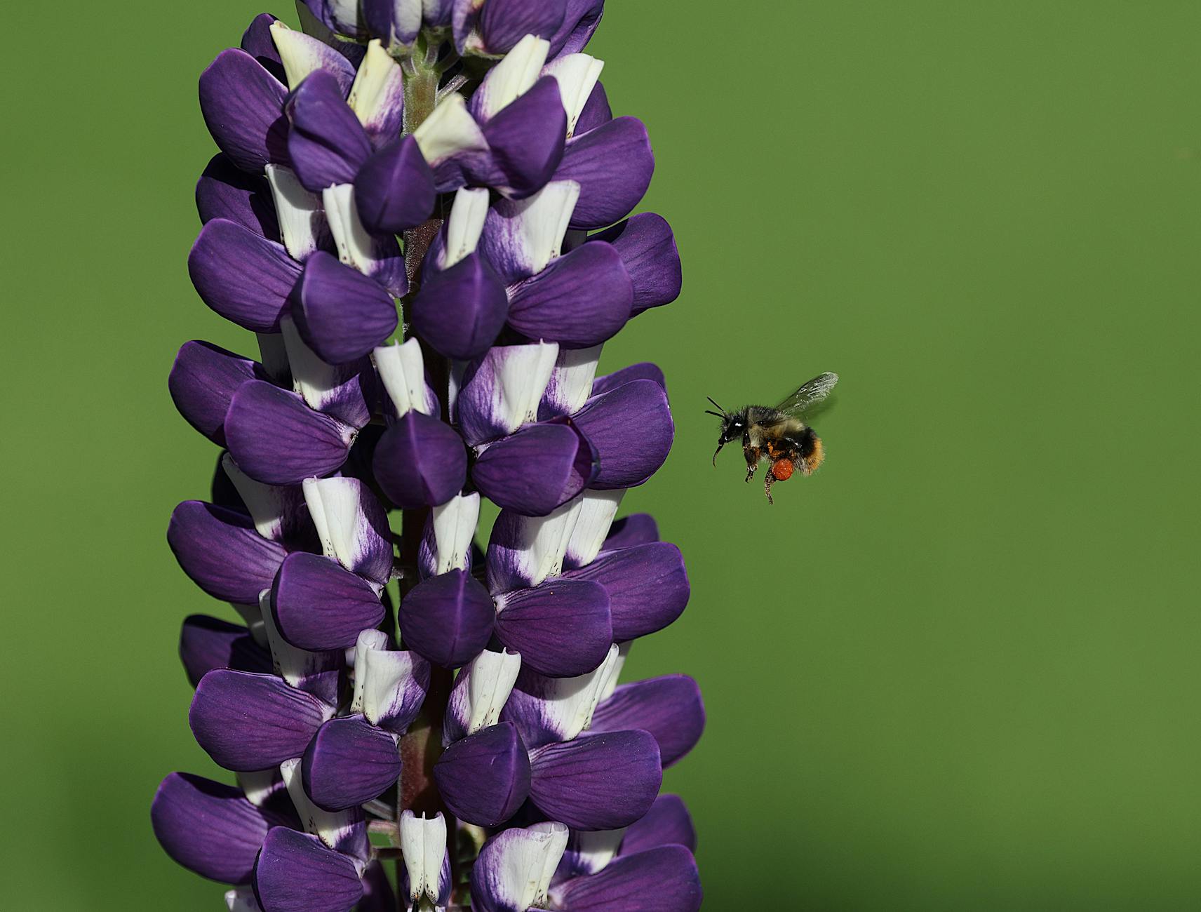 Are Lupines Annual or Perennial? Understanding Lupine Lifecycles Align plant variety with your garden’s climate and soil for reliable blooms each season.