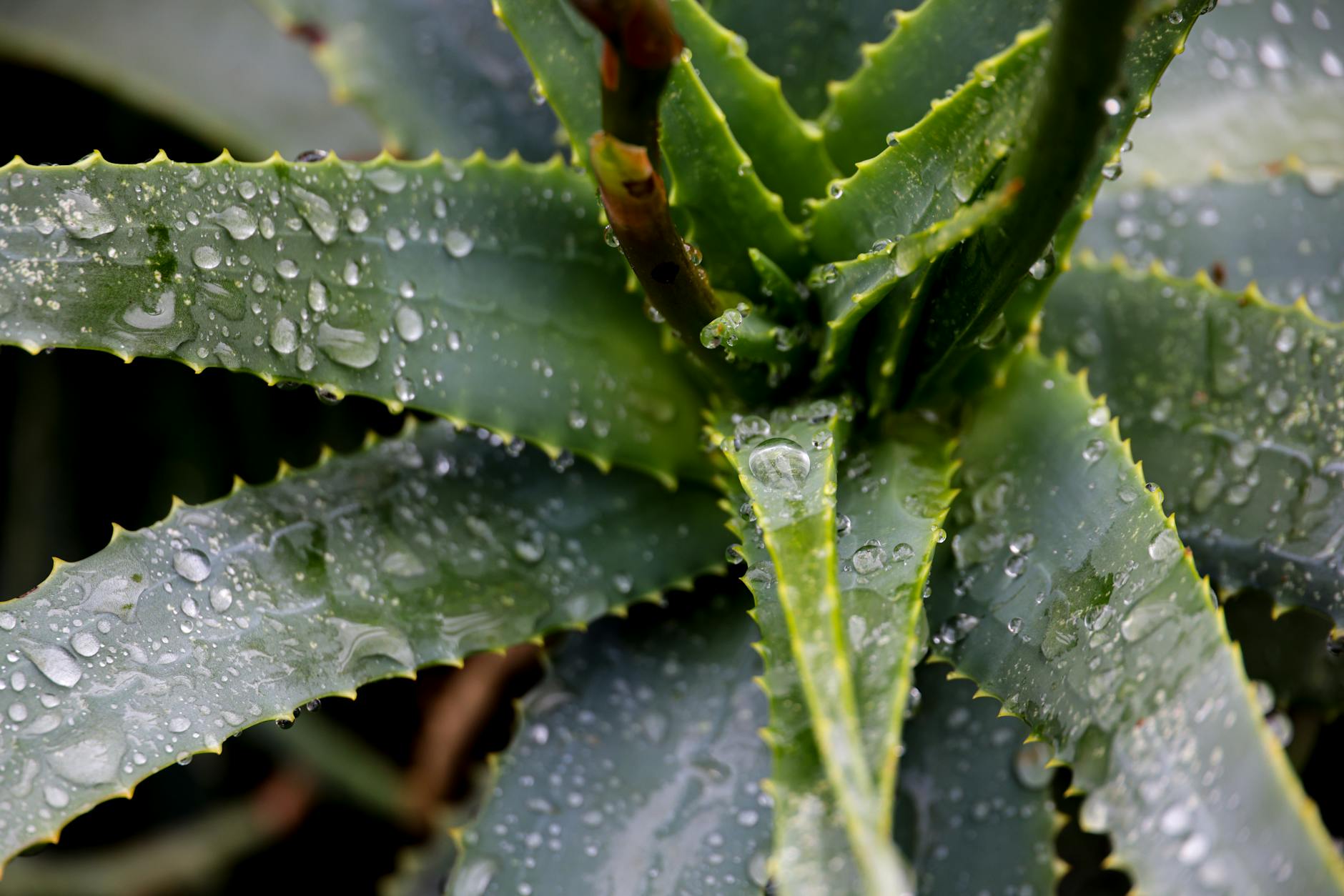 Match hydration to your plant’s light exposure and seasons for healthier leaves.