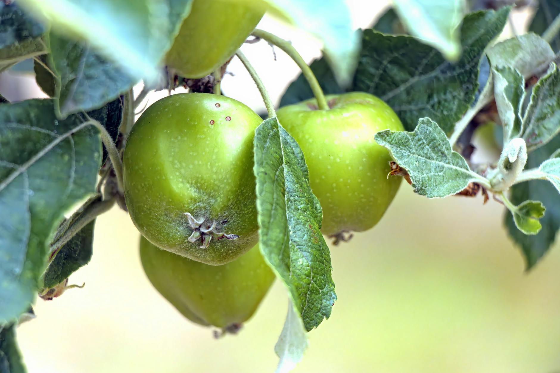 Turn underused corners into a thriving edible oasis with easy planting and upkeep tips.