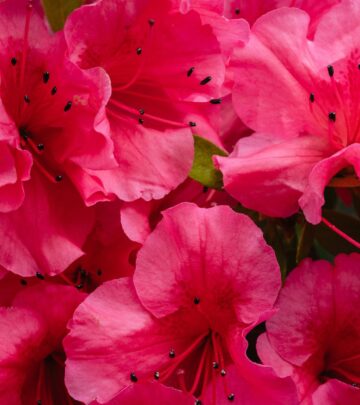 11 Pink Azalea Varieties to Illuminate Your Garden
