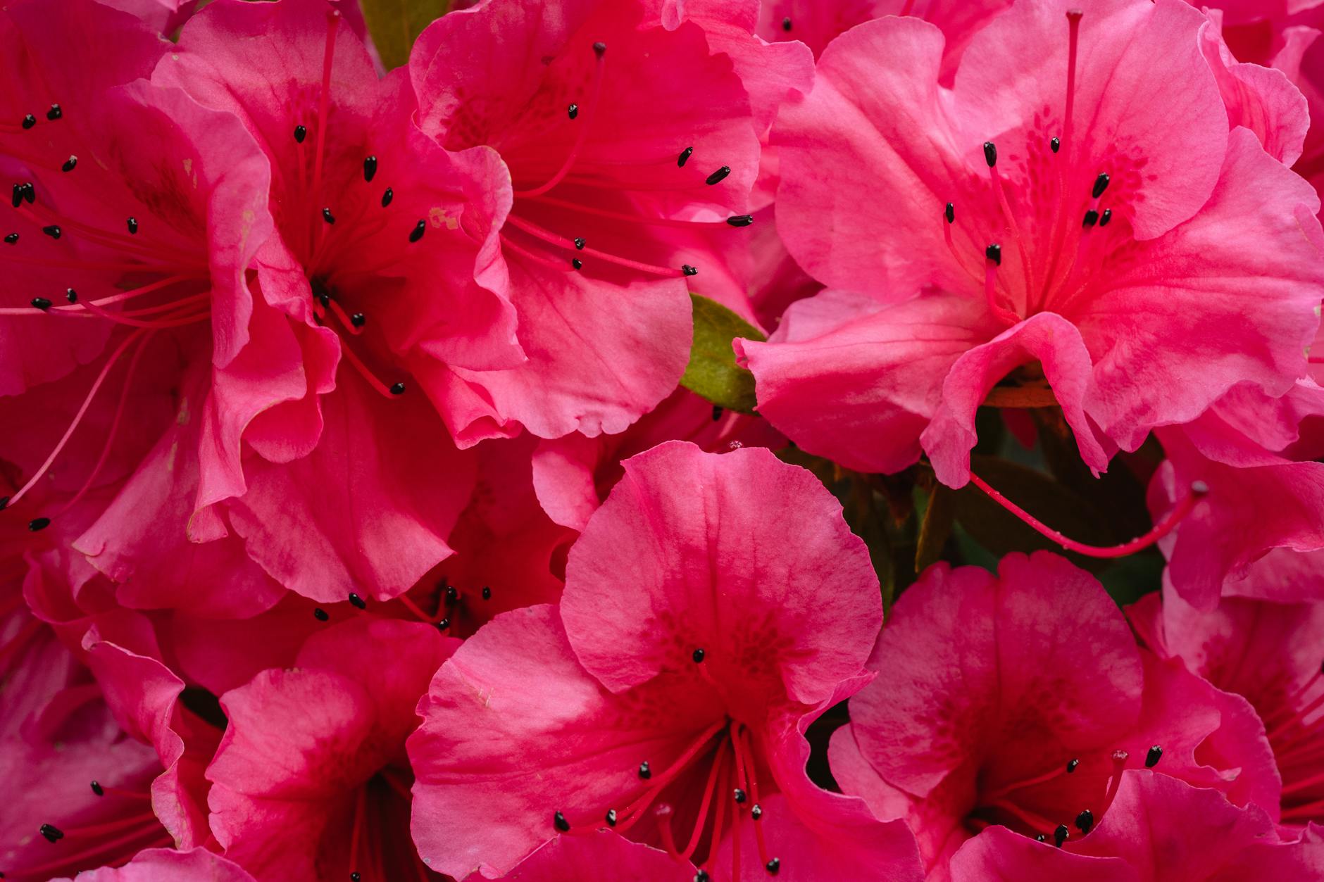 11 Pink Azalea Varieties to Illuminate Your Garden With minimal upkeep, these shrubs deliver months of vibrant color and support pollinators.