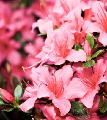 11 Show-Stopping Red Azalea Varieties for Vibrant Garden Color