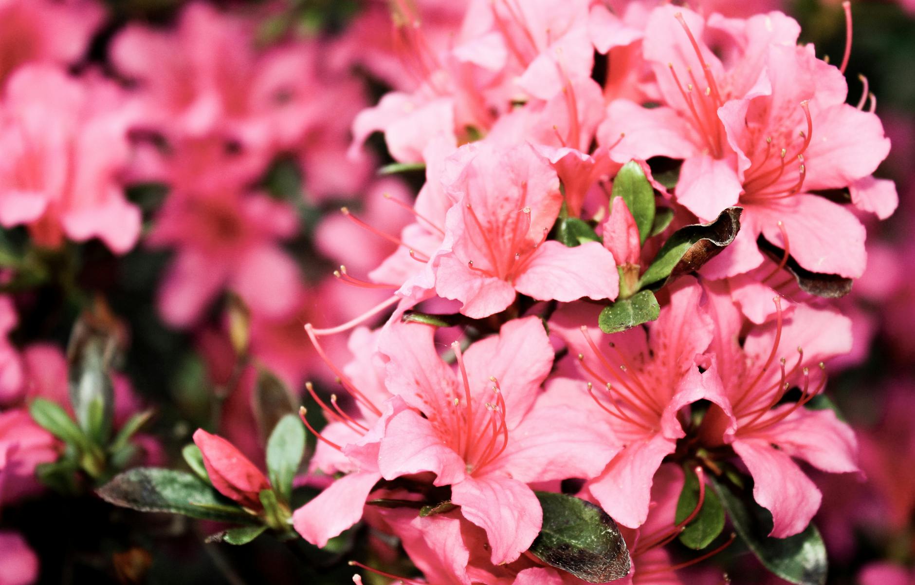 Reliable selections deliver bold contrast and reblooming blooms for shaded borders.