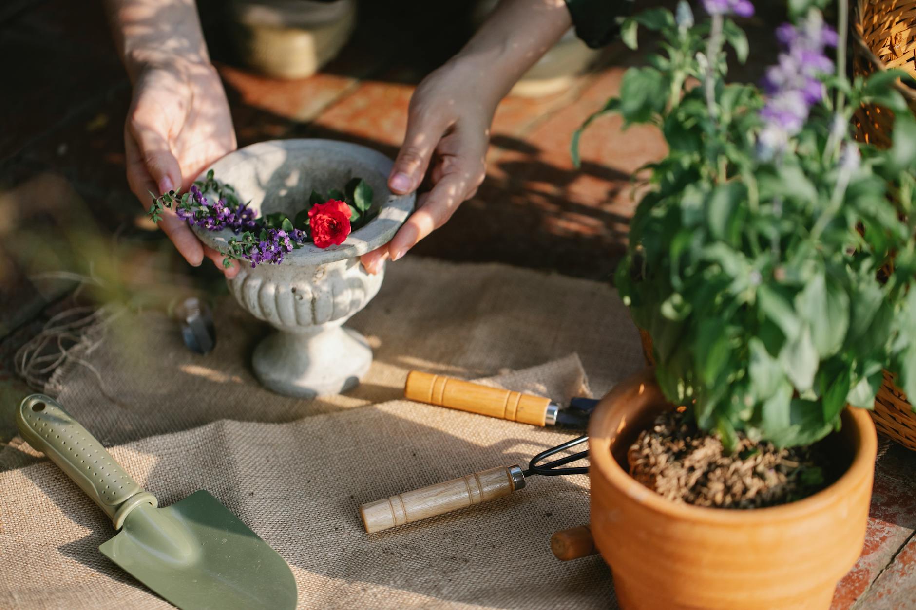 Is Salvia an Annual or Perennial? Understanding Salvia’s Life Cycle in Your Garden Hardiness zones determine whether sage thrives or needs seasonal replacement.