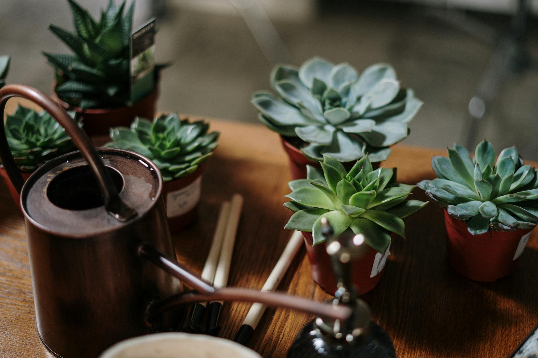 Transform empty corners into vibrant, low-maintenance displays with surprising spiky charm.