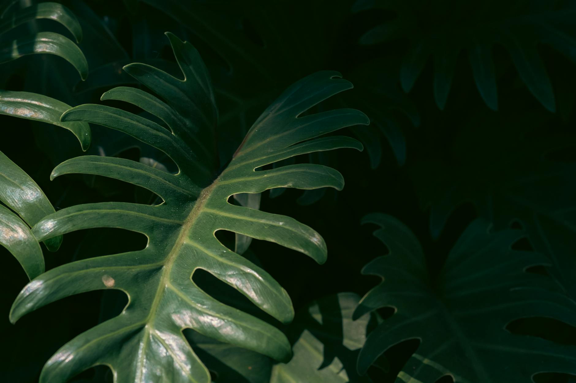 How to Grow, Plant, and Care For Split Leaf Philodendron A resilient accent plant with dramatic fenestrated leaves that energizes any space.