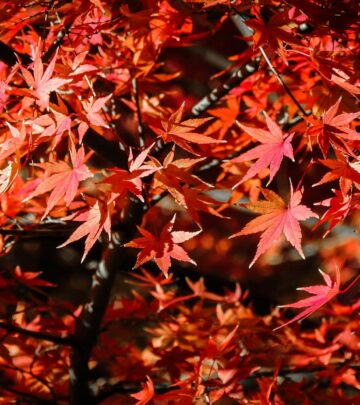 Hardy natives and shade-loving ornamentals guarantee vibrant autumn hues in warm gardens.