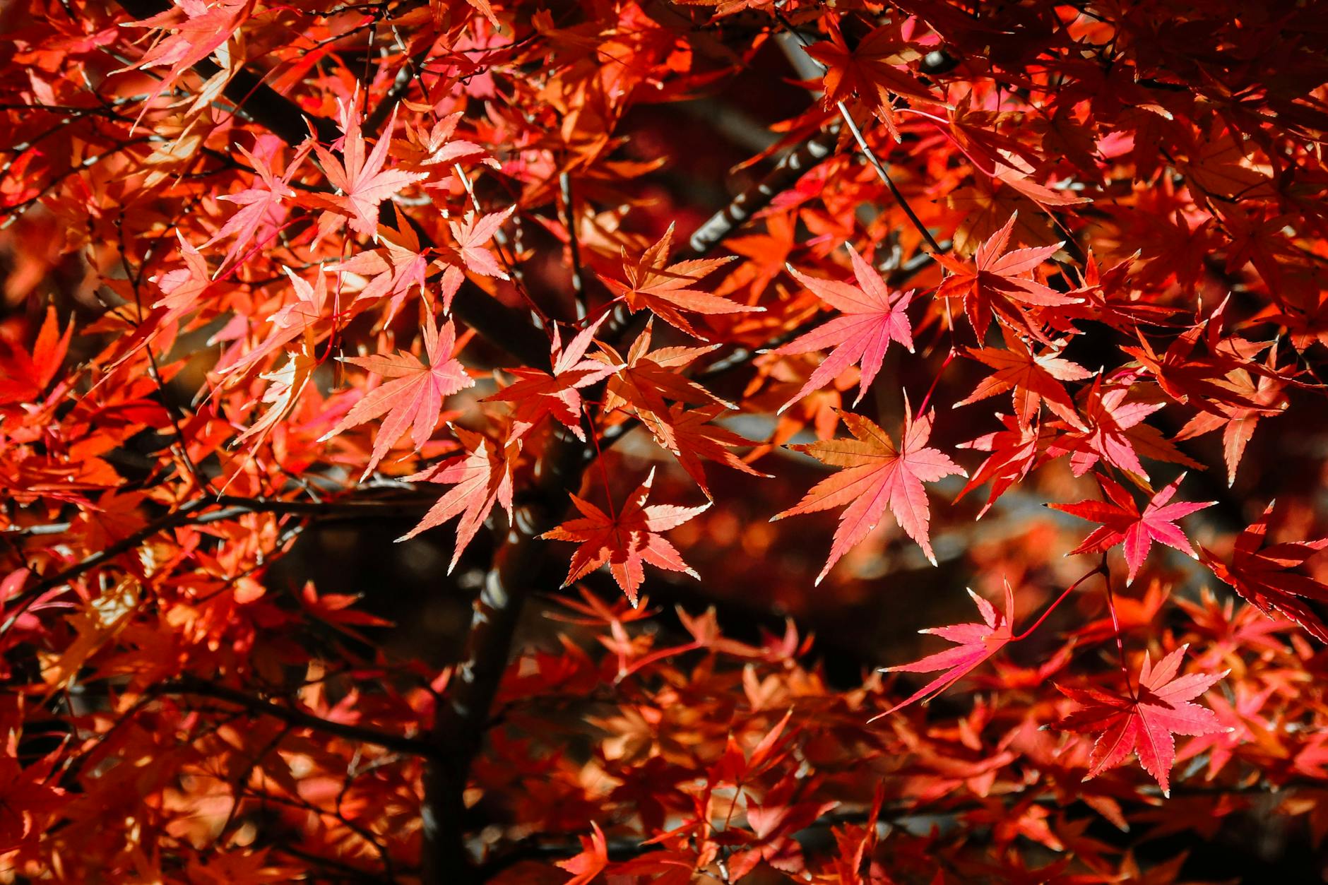 Hardy natives and shade-loving ornamentals guarantee vibrant autumn hues in warm gardens.
