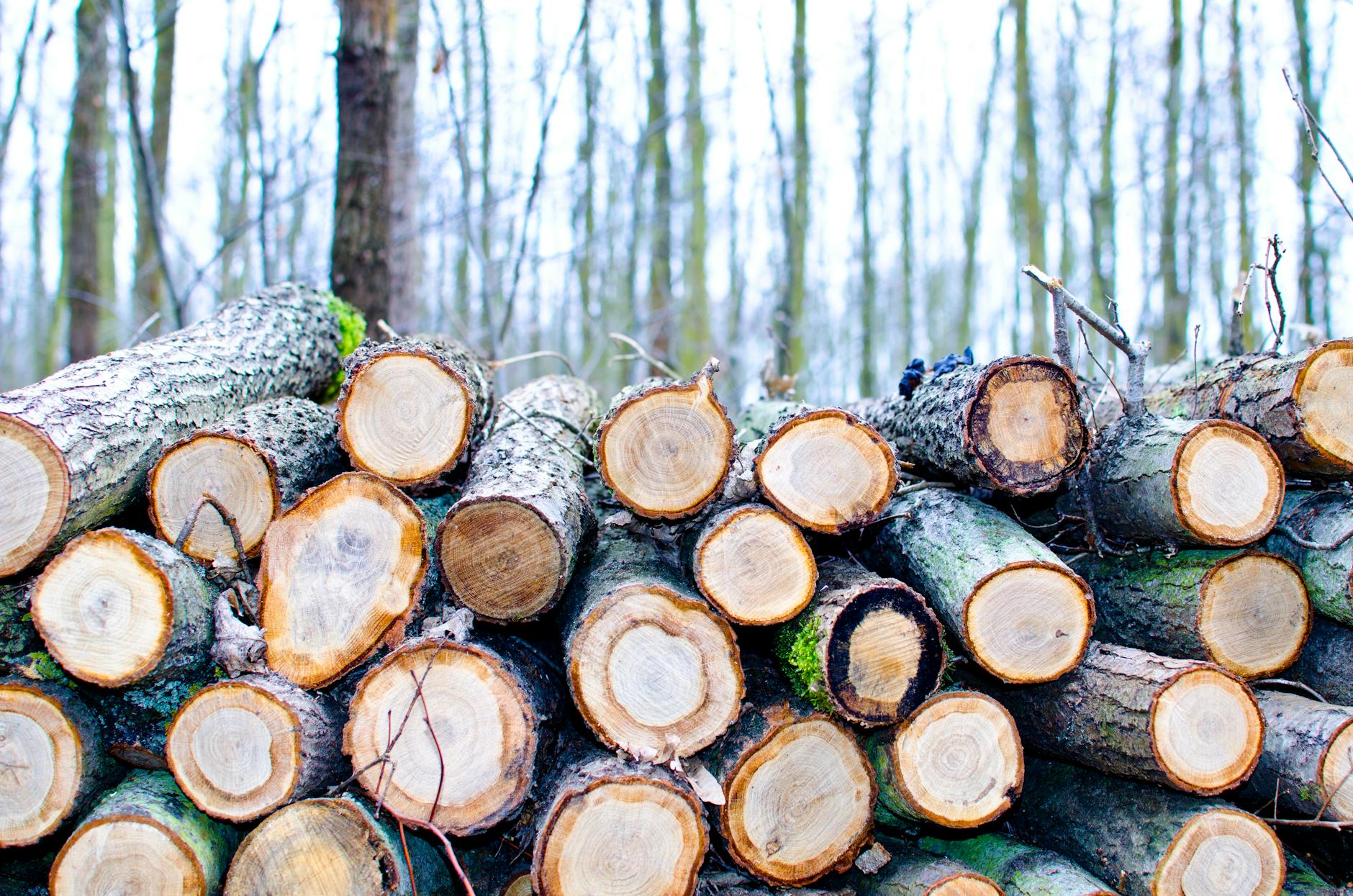 21 Types of Hardwood Trees: Essential Guide for Gardens and Landscapes Find the best tree variety for your yard’s shade, timber, or ornamental appeal.