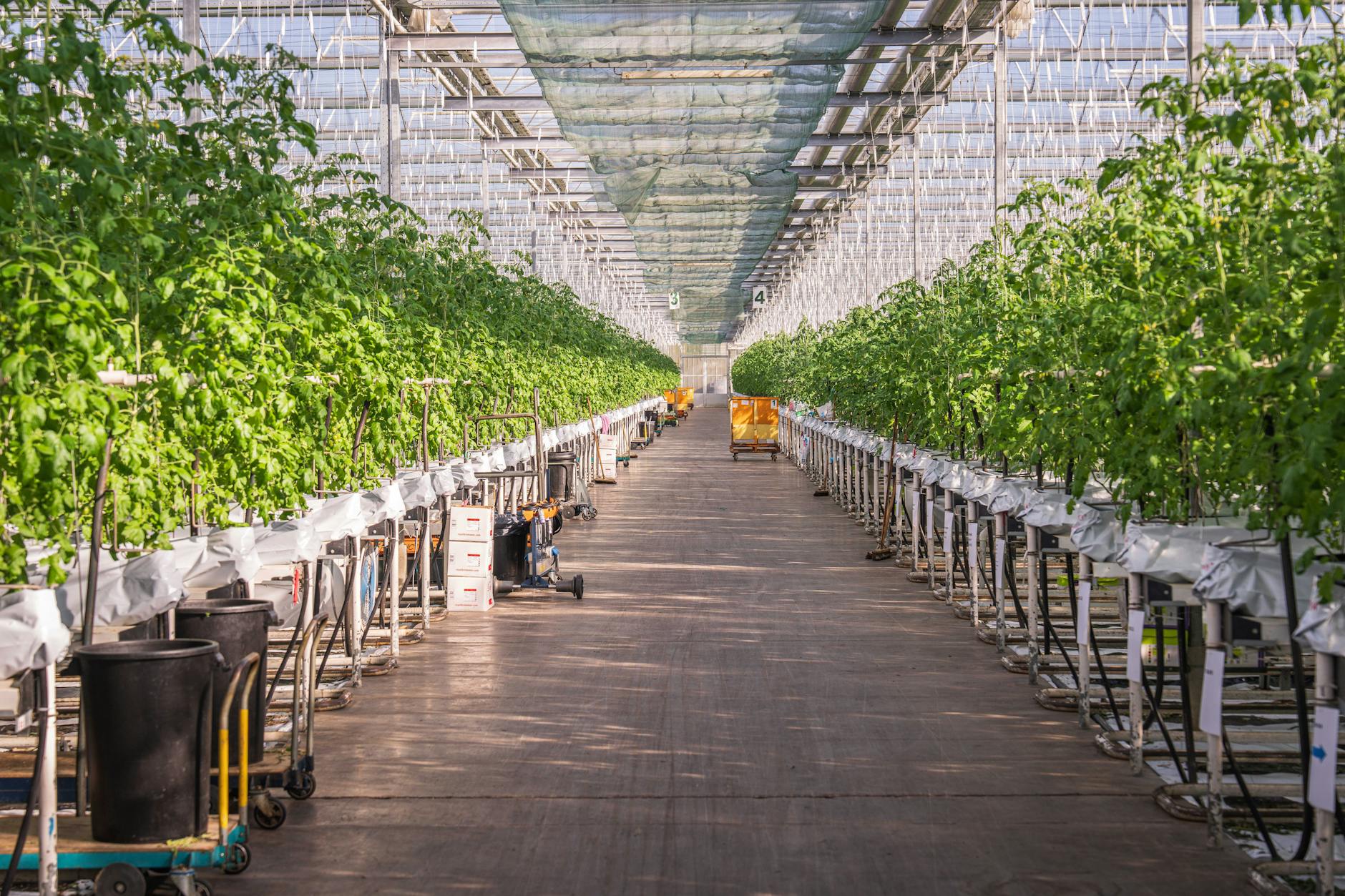 Types of Tomatoes: A Comprehensive Guide to Shapes, Growth, and Varieties A straightforward look at tomato options to streamline your gardening and cooking decisions.