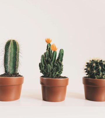 10 Romantic Houseplants to Gift for Valentine’s Day