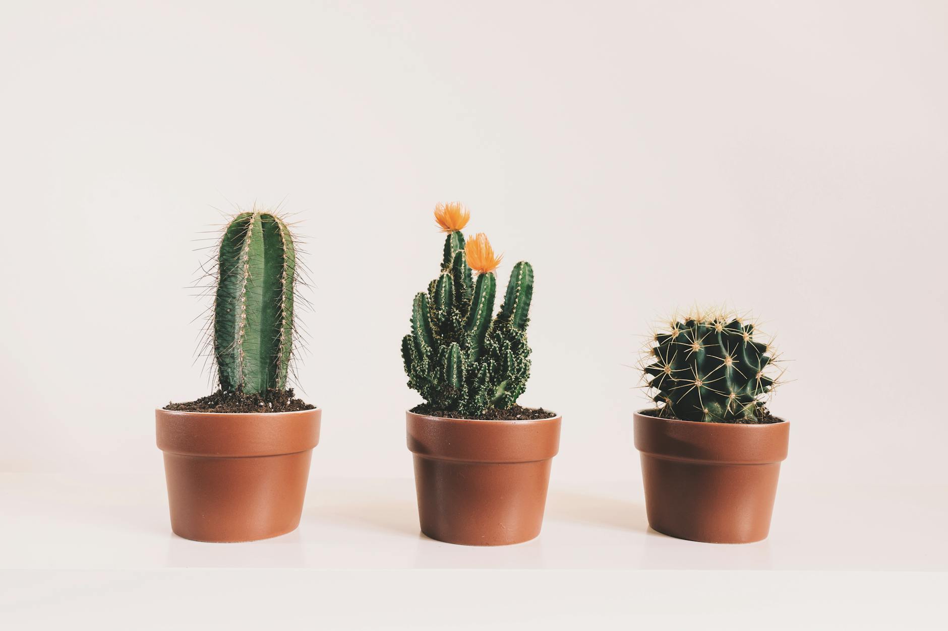 Give a living tribute to love that grows stronger with each new leaf.
