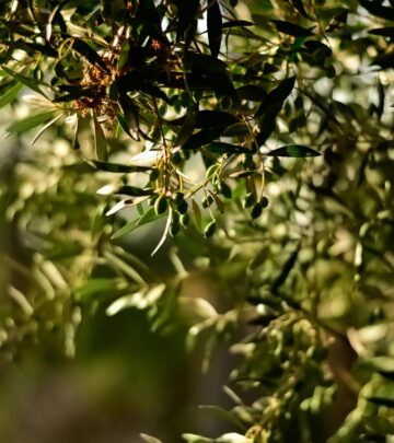 10 Little-Known Facts About Olive Trees Every Gardener Should Know