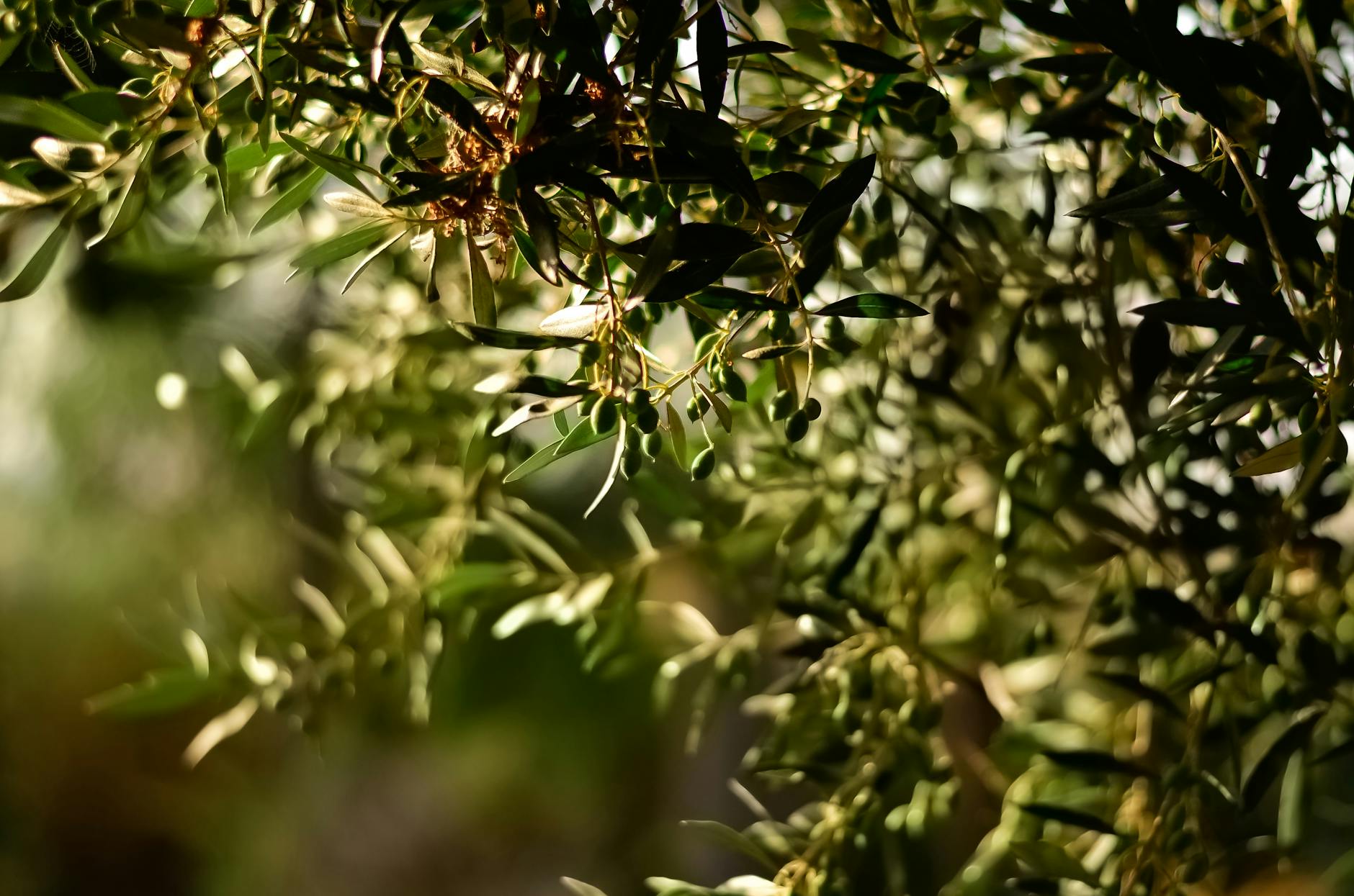 10 Little-Known Facts About Olive Trees Every Gardener Should Know Bring Mediterranean charm to your garden with balanced sun, soil, and pruning.