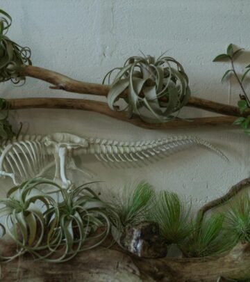 10 Things to Know About Air Plants (Tillandsias)