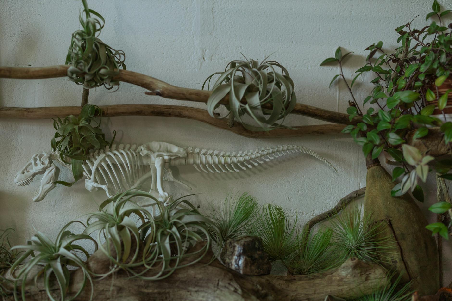 10 Things to Know About Air Plants (Tillandsias) Proper water, light, and airflow produce vivid color and fresh growth in these epiphytes.