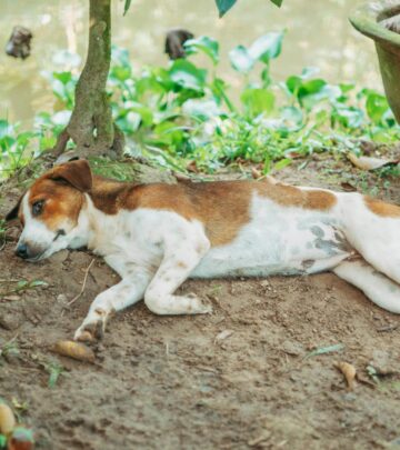 5 Ingenious Ways to Use Eggshells in Your Garden: Pest Control, Mulch, and Fertilizer