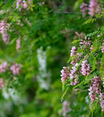 Enjoy ornamental hedges and springtime scents with minimal effort and water needs.