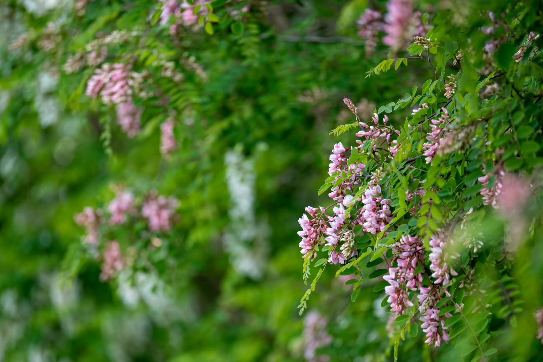 Enjoy ornamental hedges and springtime scents with minimal effort and water needs.