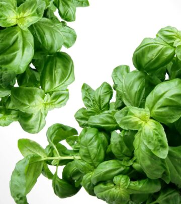 Vibrant blooms and fragrant foliage that attract bees and elevate every recipe.