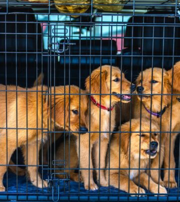 AKC Breeder of Merit Program: Recognizing Excellence in Dog Breeding