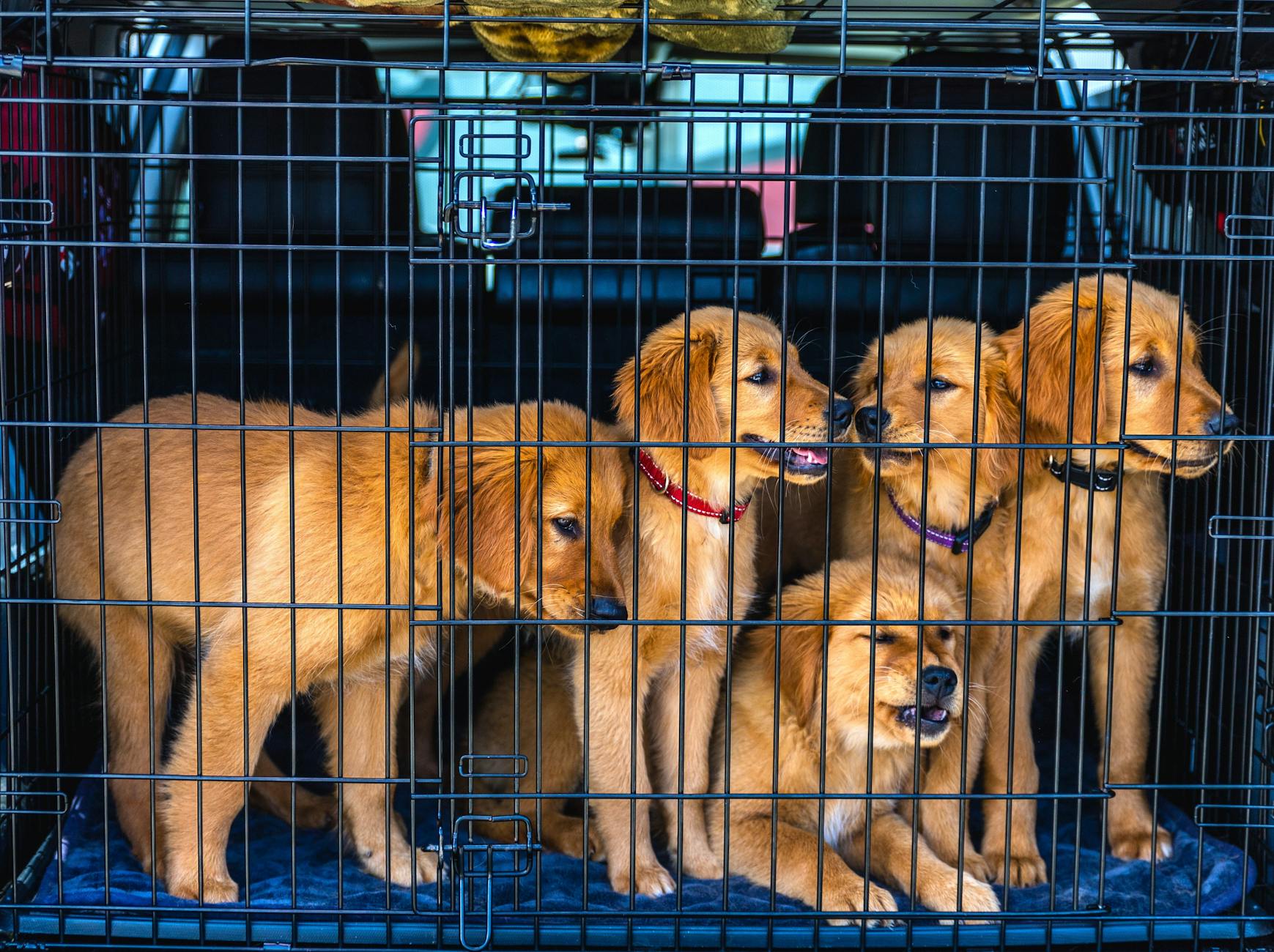 Ethical breeding standards bring support, priority listings, and better health outcomes.