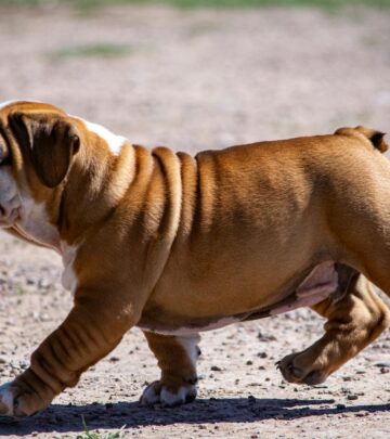 AKC’s Expert Guide to Responsible Dog Breeding