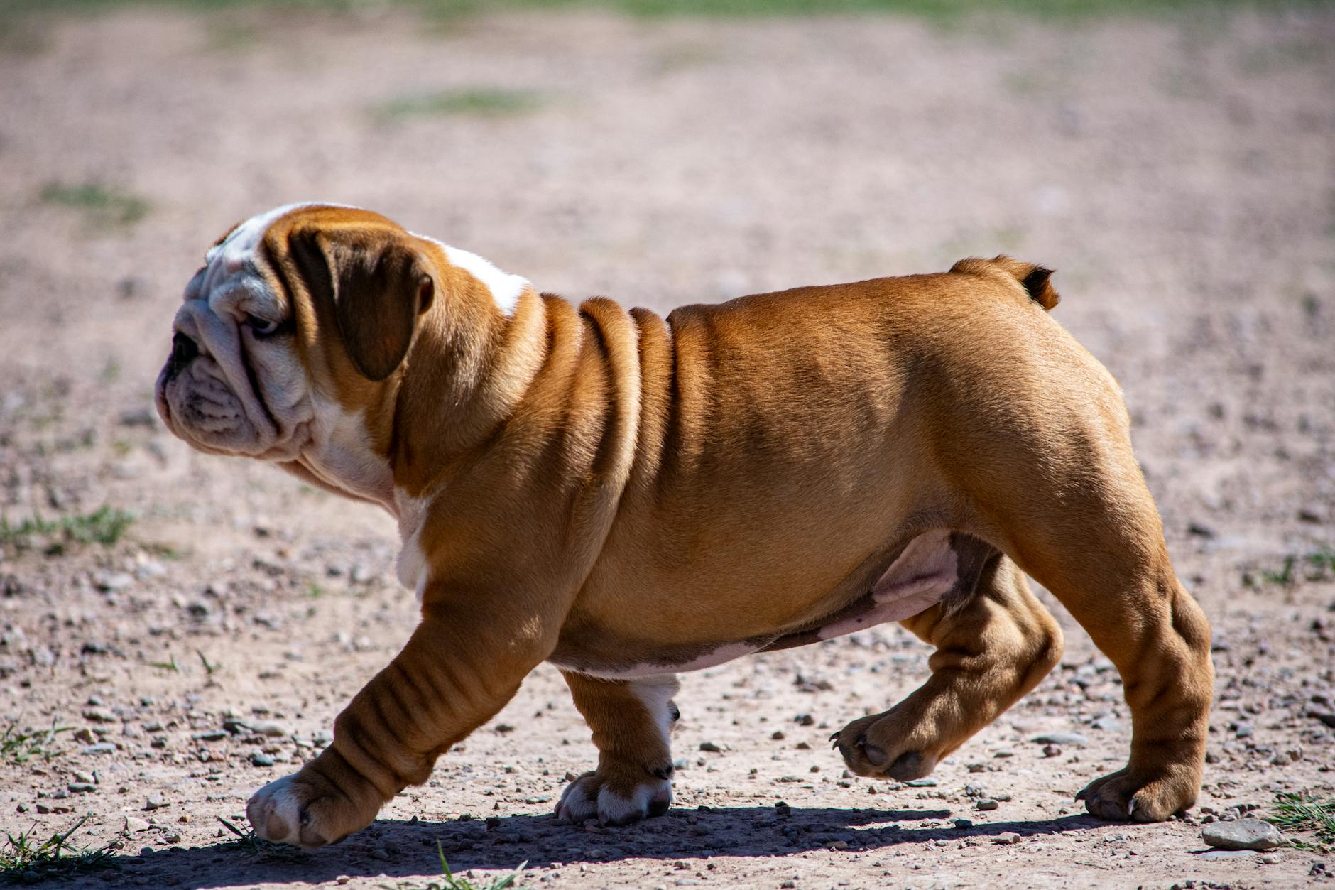 Prioritize genetics and lifelong care to nurture healthier, happier litters.