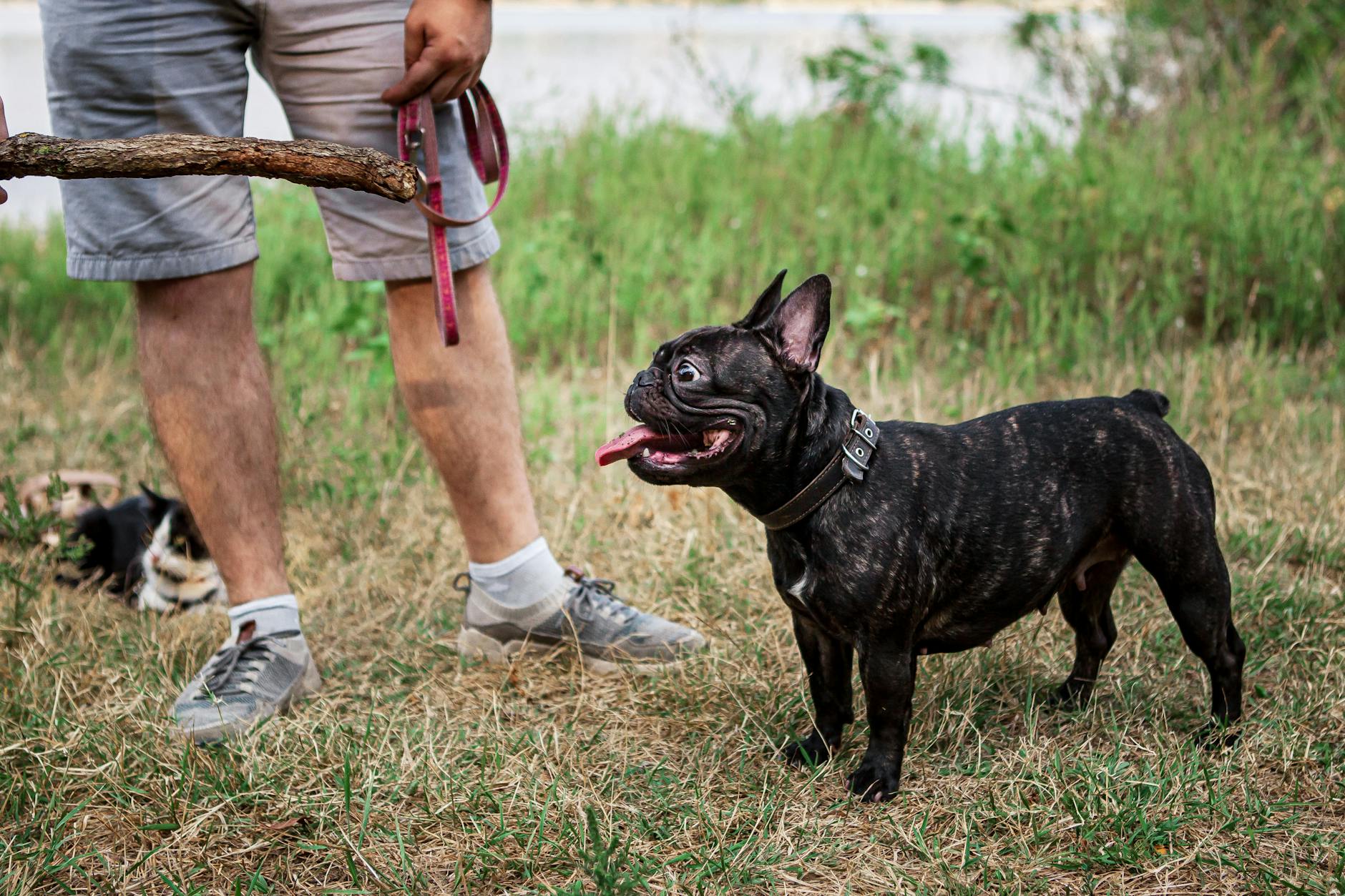 Positive reinforcement and early socialization build a calm, confident companion.