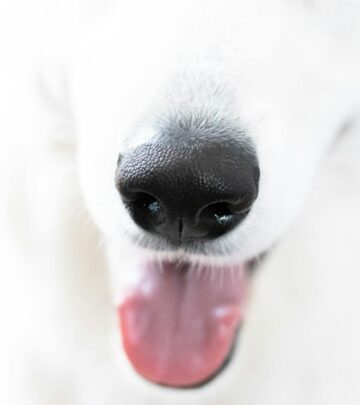 AKC Therapy Dog Program: Titles, Eligibility, and Application Process