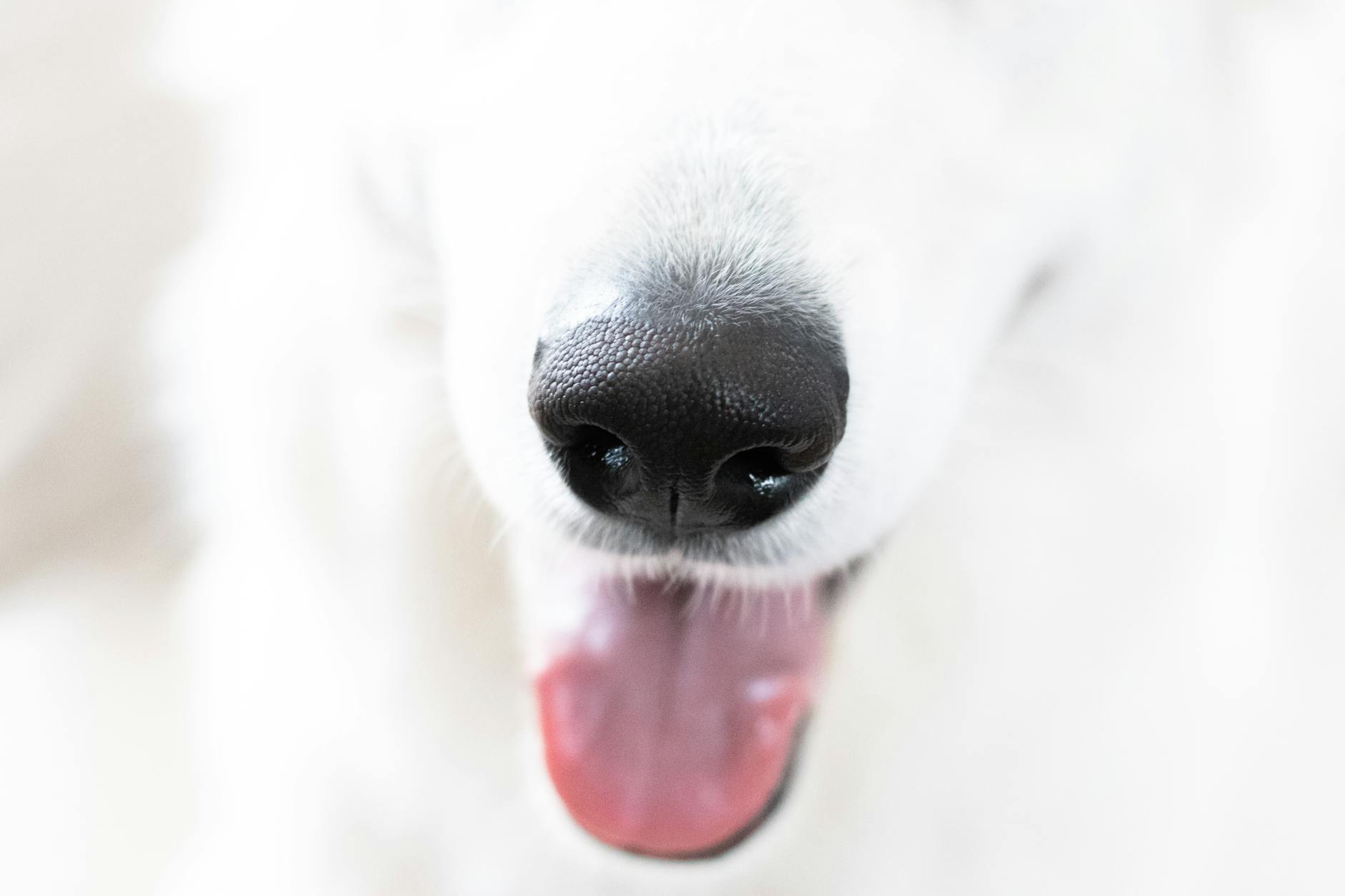 AKC Therapy Dog Program: Titles, Eligibility, and Application Process Honor your dog’s volunteer service with official titles that showcase community care.