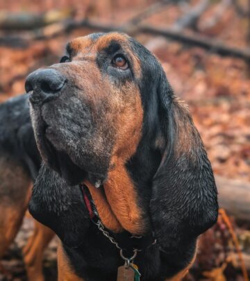 American Leopard Hound: The Versatile, Hardy Hunting Companion