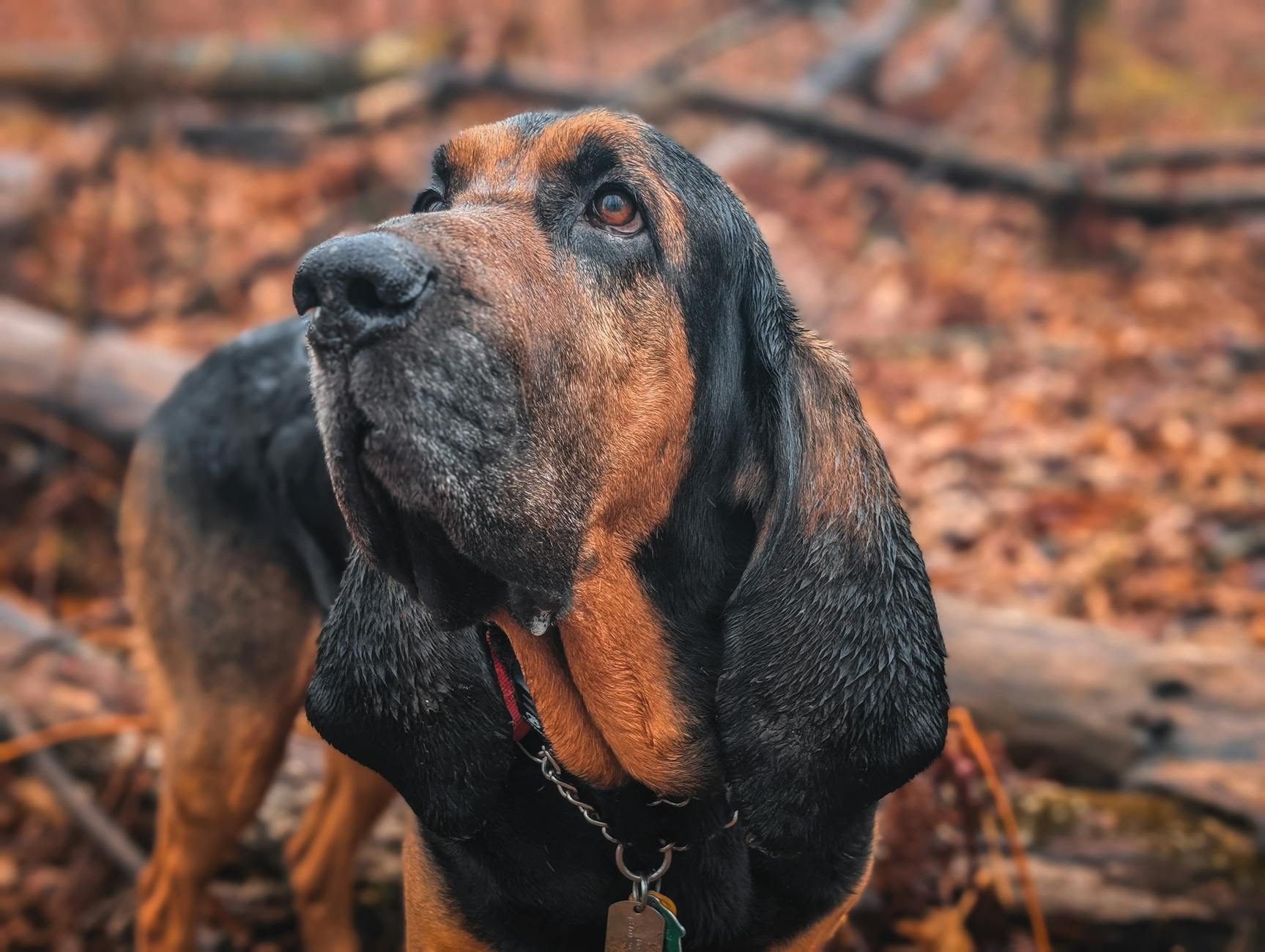 Athletic instincts and gentle protectiveness make this breed an ideal active companion.