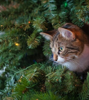 Mild oils in pine needles and water additives can irritate mouth and cause blockages.