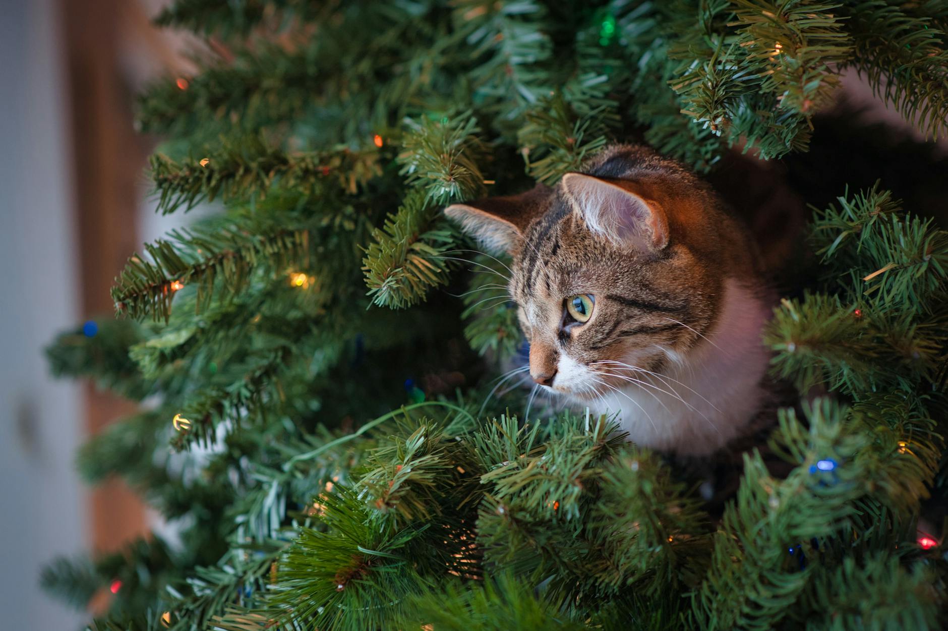 Mild oils in pine needles and water additives can irritate mouth and cause blockages.