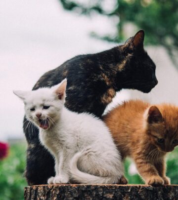 Removing thorns and washing bouquets help protect curious cats from hidden rose hazards.