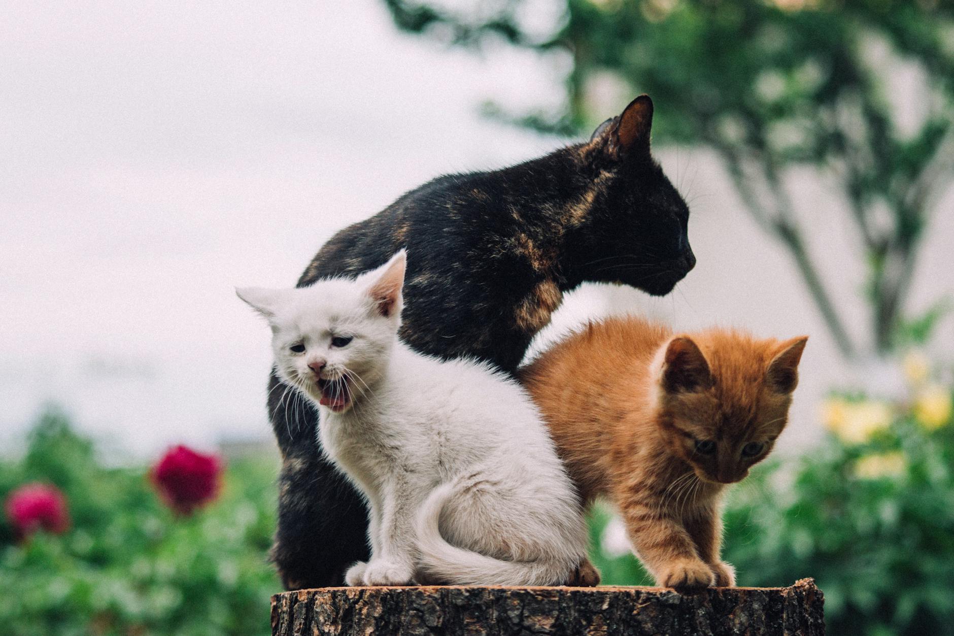 Removing thorns and washing bouquets help protect curious cats from hidden rose hazards.