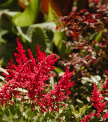 Astilbe (False Spirea): The Ultimate Perennial Plant Care Guide