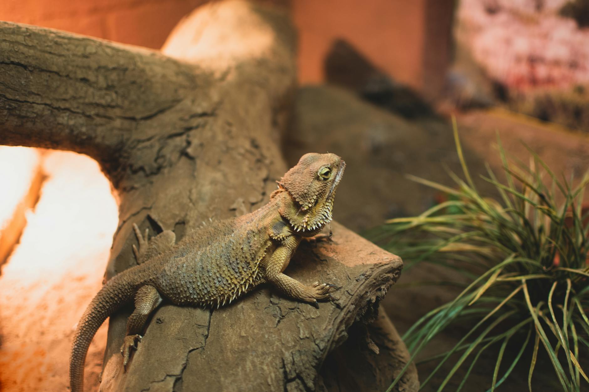 Punny, cute, and mythical inspirations ensure every lizard’s persona shines through.