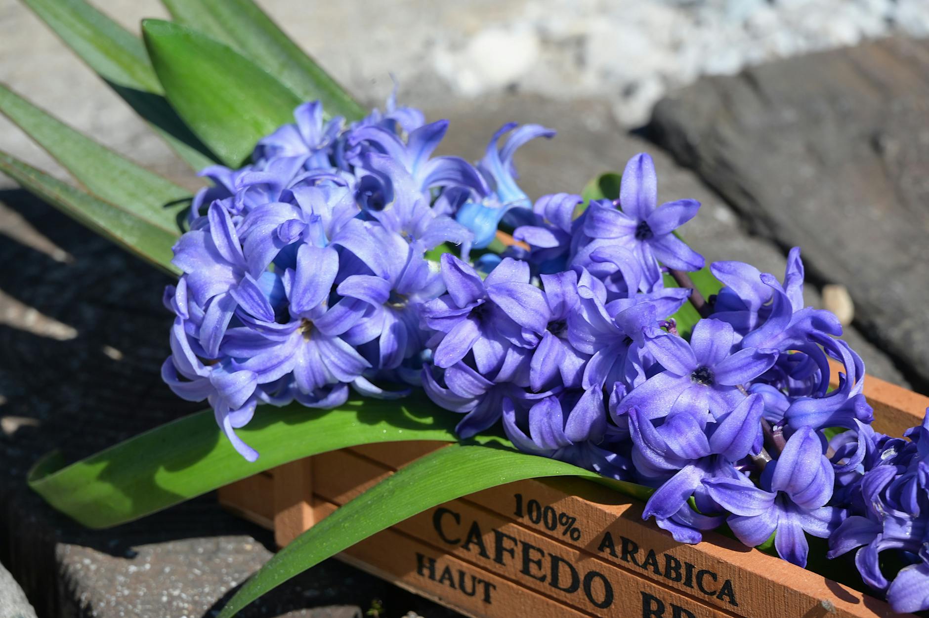 Fall bulbs require minimal effort yet promise the brightest spring displays.