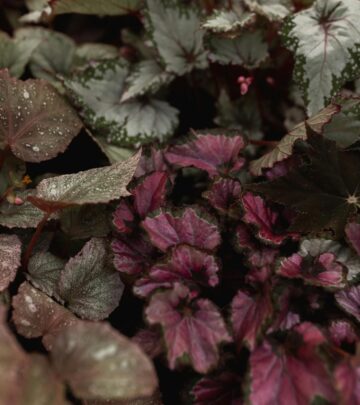 Small tweaks in care unlock the vibrant colors and intricate patterns of each leaf.