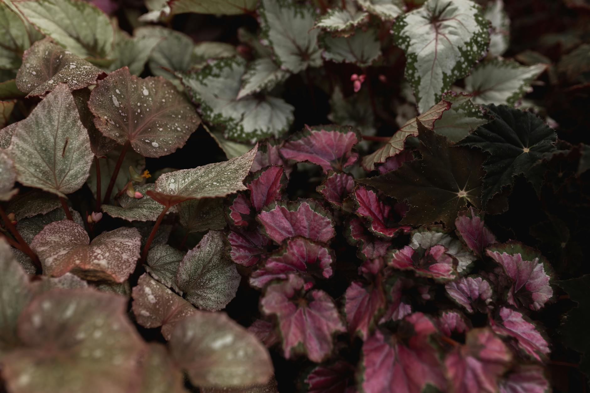 Small tweaks in care unlock the vibrant colors and intricate patterns of each leaf.