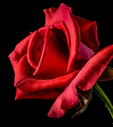 The Best Native Roses for Every Region