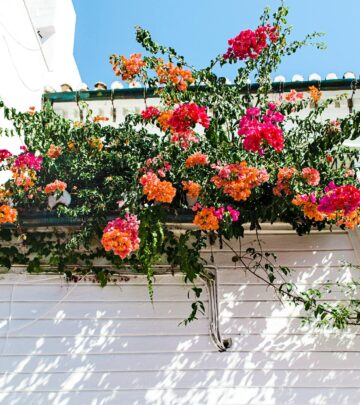 Energize your planters with lush, trailing foliage and blooms that drape gracefully.